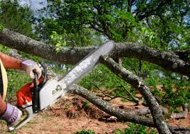 Best Tree Removal  in Antelope, CA