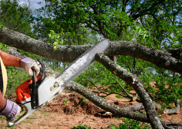 Best Aeration Services  in Antelope, CA