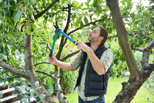 Best Arborist Consultation Services  in Antelope, CA